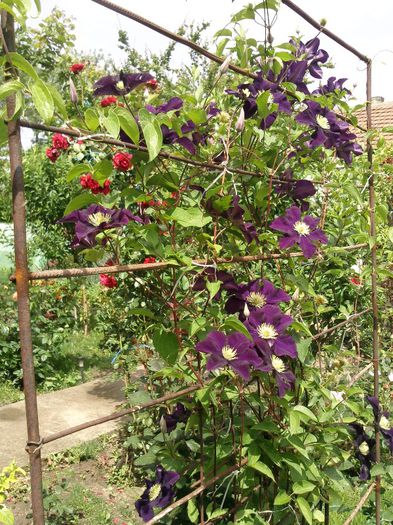 Photo1506 - 2013 clematis
