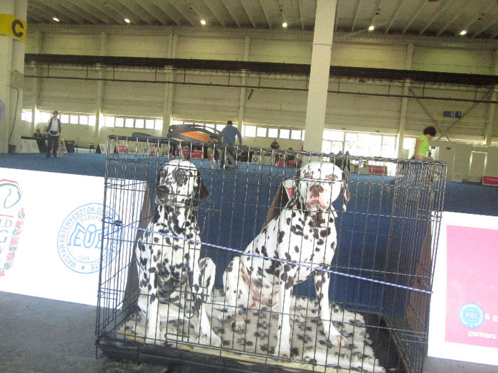 IMG_0685 - world dog show  budapest  2013