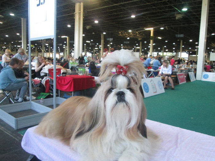 IMG_0697 - world dog show  budapest  2013