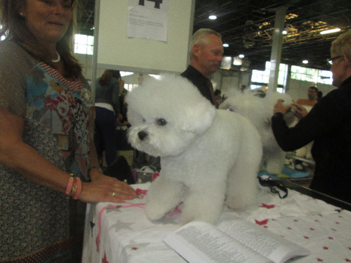 IMG_0713 - world dog show  budapest  2013