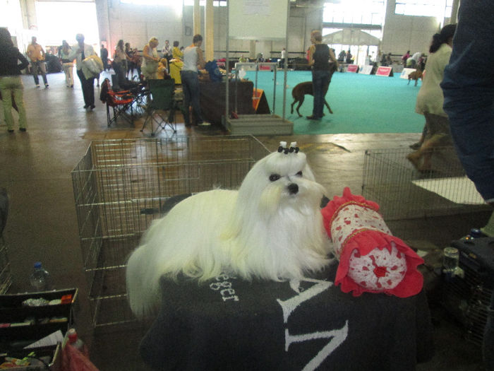 IMG_0724 - world dog show  budapest  2013