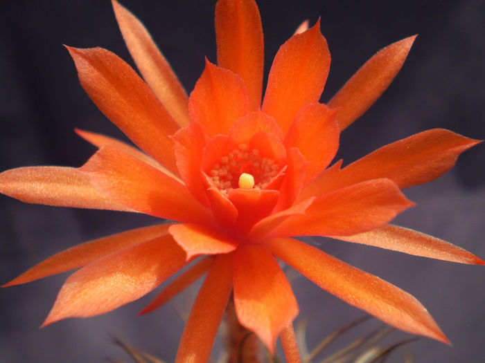 Matucana madisoniorum