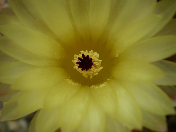 Notocactus schlosseri - Noto 2013