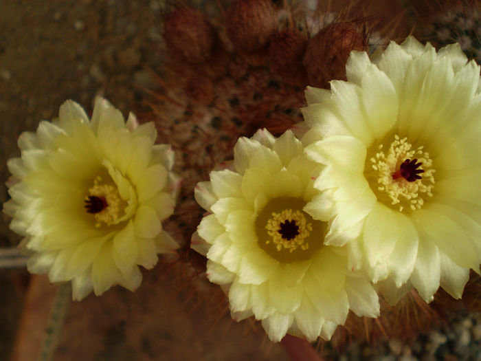 Notocactus schlosseri - Noto 2013