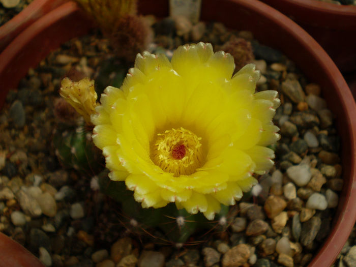 Notocactus ottonis - Noto 2013