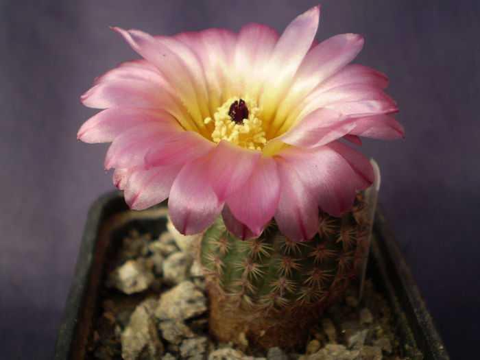 Notocactus rutilans - Noto 2013