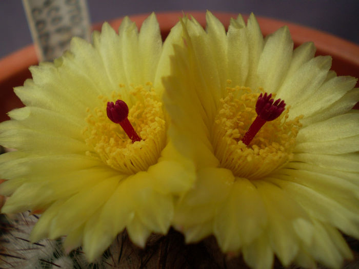 Notocactus scopa var. cobrensis - Noto 2013