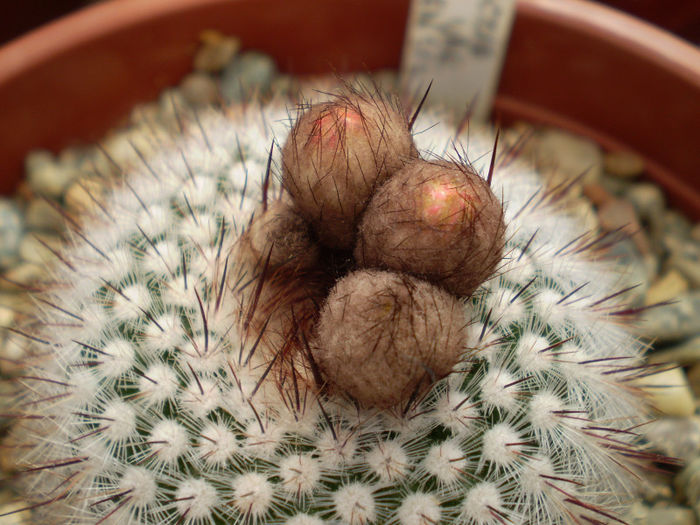 Notocactus scopa var. cobrensis - Noto 2013