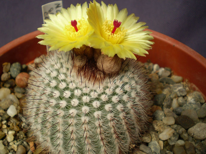 Notocactus scopa var. cobrensis