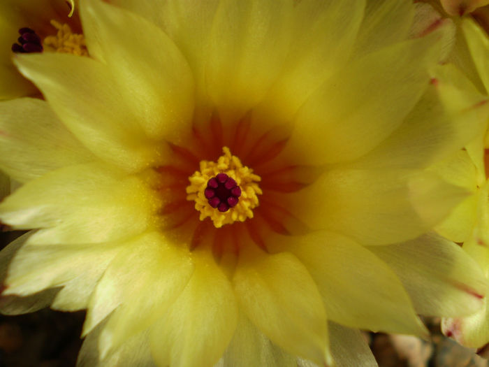 Notocactus submammulosus