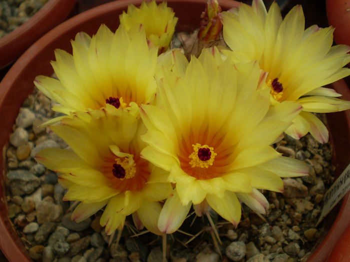 Notocactus submammulosus