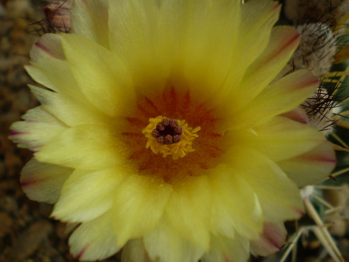 Notocactus submammulosus