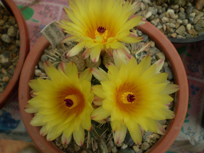 Notocactus submammulosus