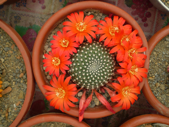 Rebutia krainziana - Rebutia 2013