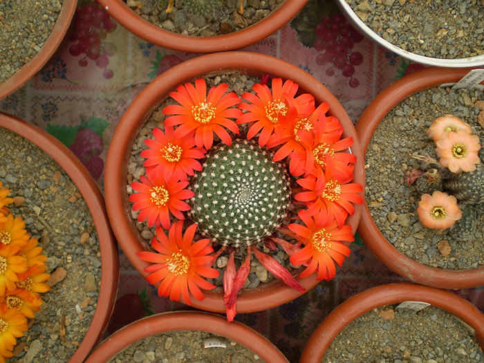 Rebutia krainziana