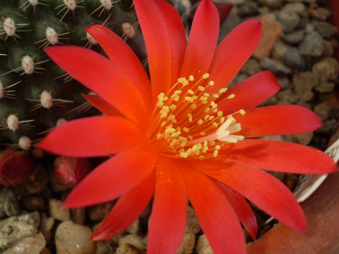 Rebutia krainziana - Rebutia 2013