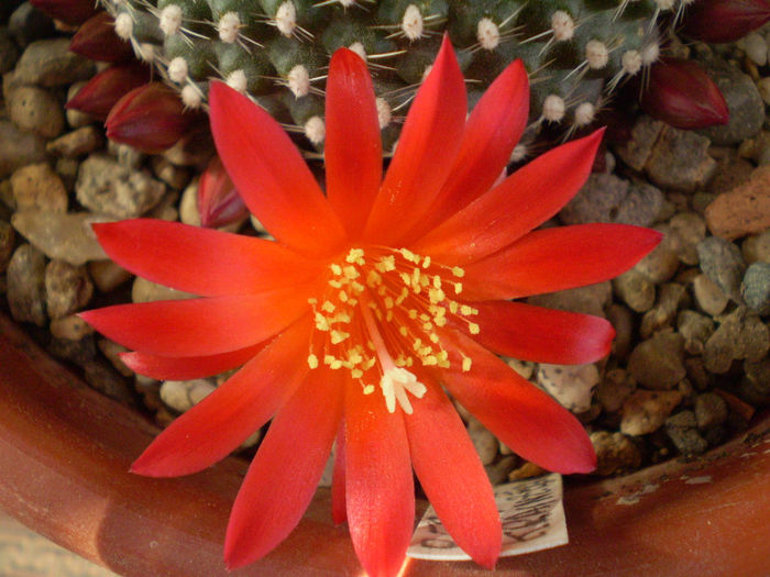 Rebutia krainziana - Rebutia 2013