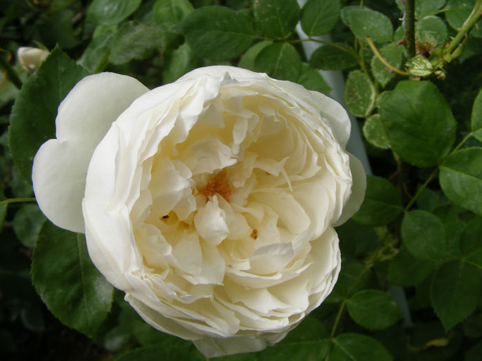 Glamis Castle