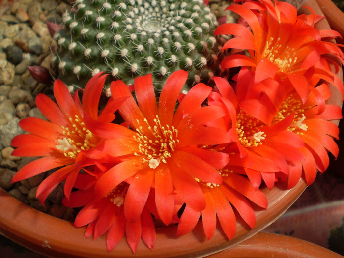 Rebutia krainziana