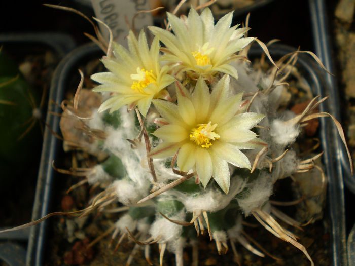 Turbinicarpus schiemdickeanus v. flaviflorus - Turbini 2013