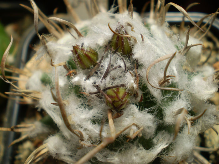 Turbinicarpus schiemdickeanus v. flaviflorus