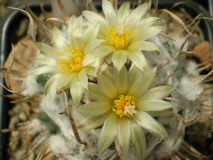 Turbinicarpus schiemdickeanus v. flaviflorus