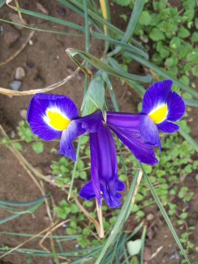 Iris Hollandica Blue Magic