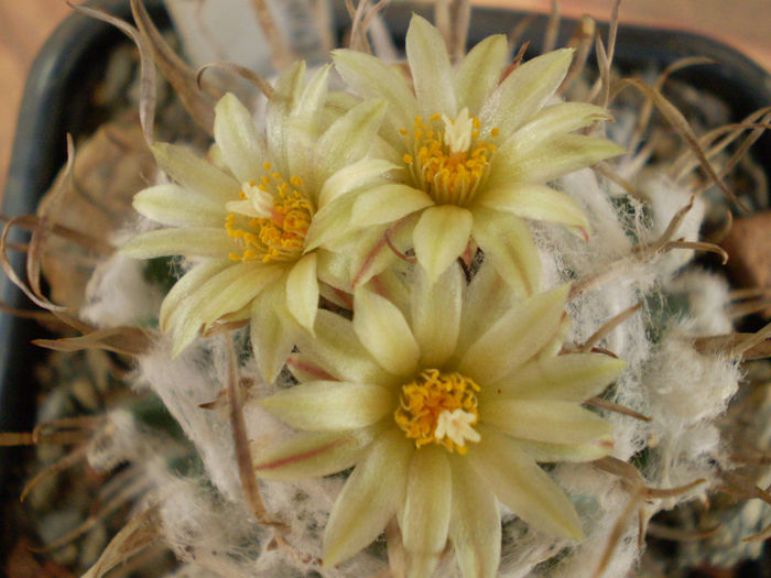 Turbinicarpus schiemdickeanus v. flaviflorus - Turbini 2013