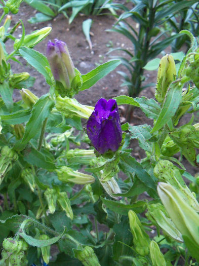 Campanula medium - GRADINA 2013