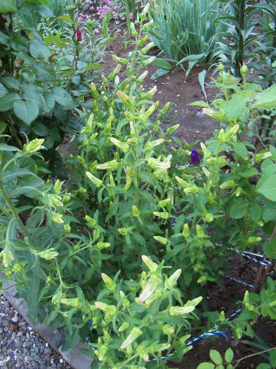 Campanula medium - GRADINA 2013