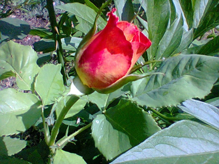 Fotogr.1287