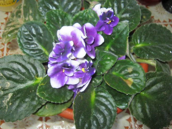 IMG_4263 - Florile mele in mai