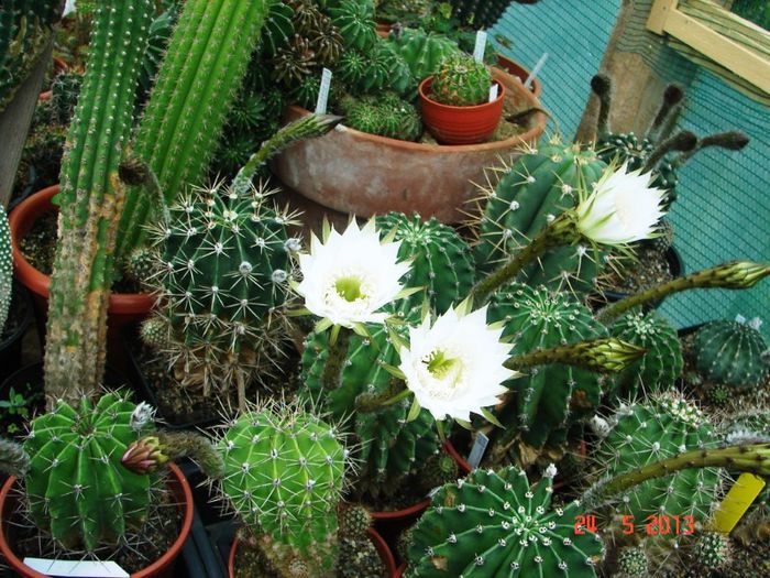 DSC01003