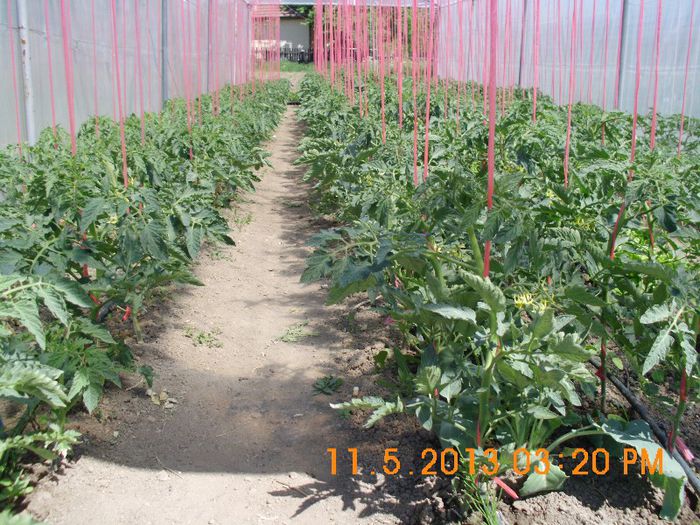 DSCI0001; Tomate Fenomen F1-Superior seeds
