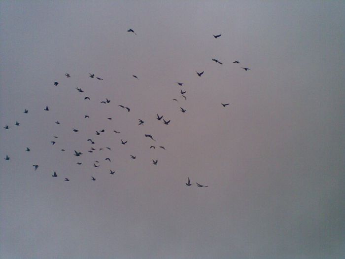 23052013(031) - Voiajori