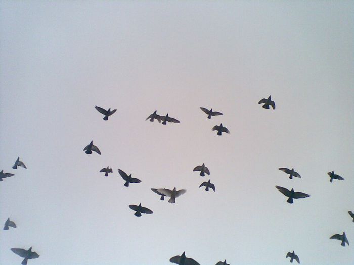 23052013(032) - Voiajori