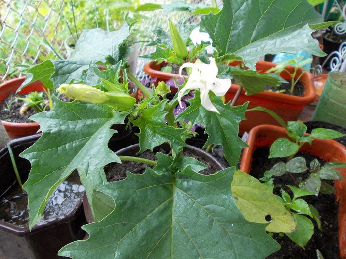 DSCN0981 - brugmansia si datura