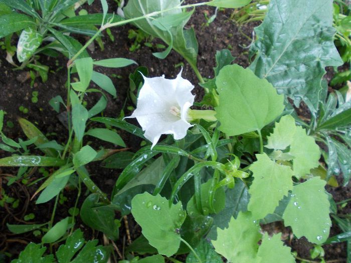 datura alba - brugmansia si datura