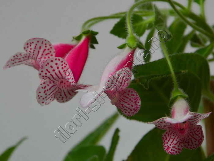 Kohleria Nasca (ni) - KOHLERIA II