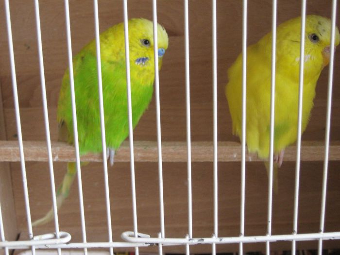 o pereche semistandard