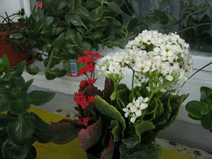 IMG_8211 - Florile mele 1