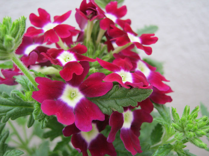 IMG_8313 - Florile mele 1