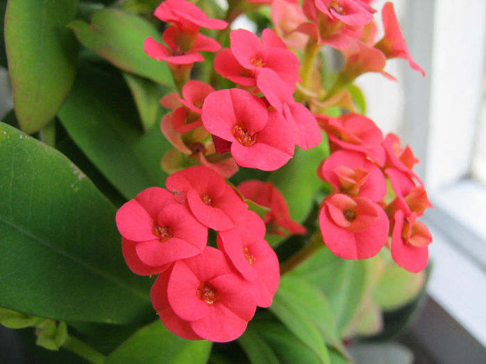IMG_8340 - Florile mele 1