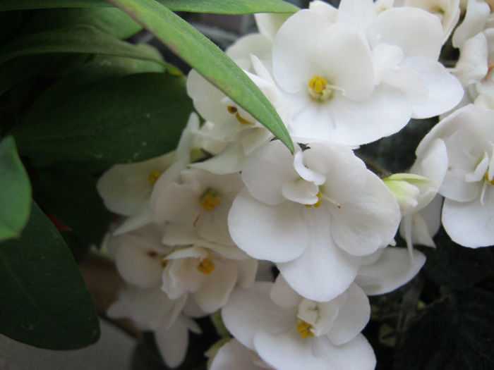 IMG_8359 - Florile mele 1