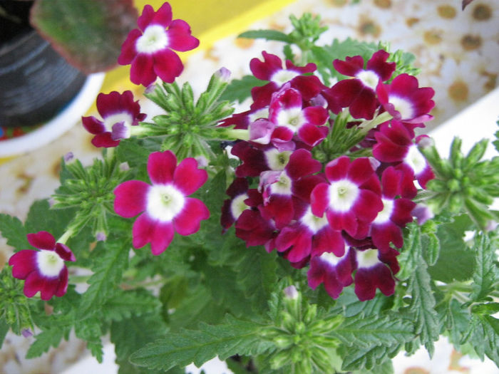 IMG_8463 - Florile mele 1