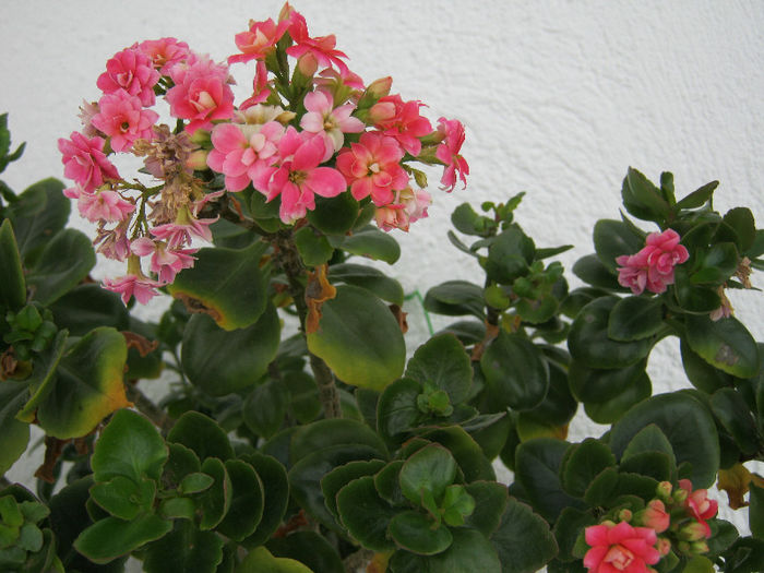 IMG_8708 - Florile mele 1