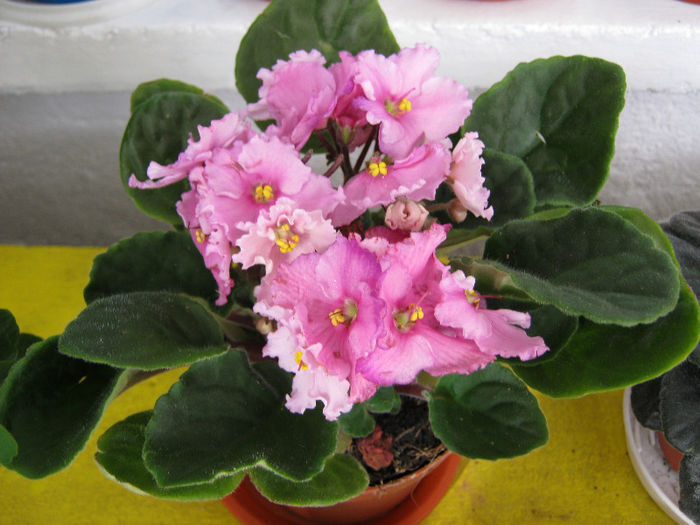 IMG_8749 - Florile mele 1