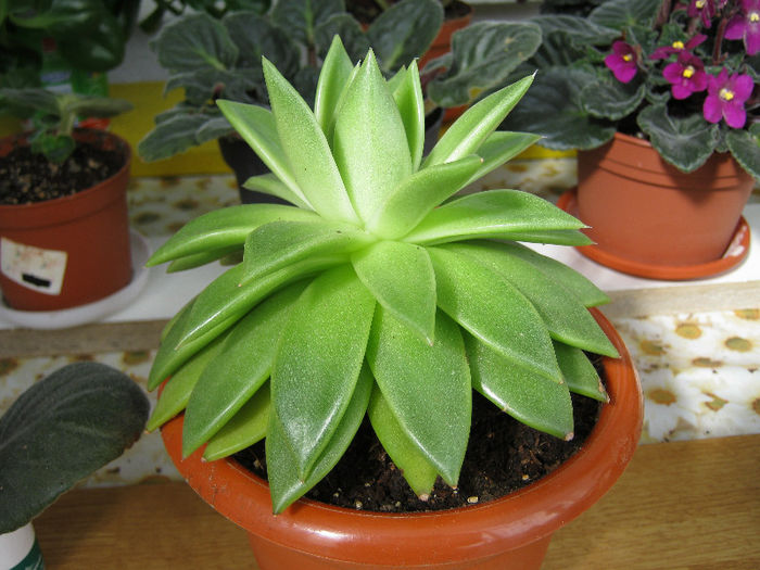 IMG_8755 - Florile mele 1