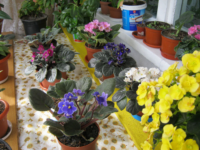 IMG_8760 - Florile mele 1