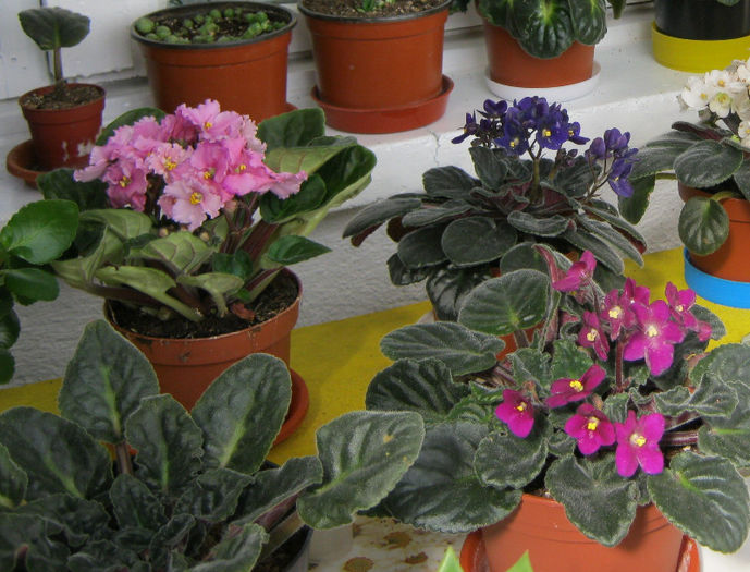 IMG_8762 - Florile mele 1